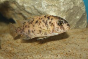 Tropheops microstoma 'Masasa Reef'